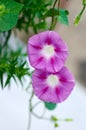 Glorious morning glory blooming.