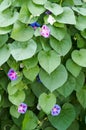 Glorious morning glory blooming in the morning.Beautiful violet