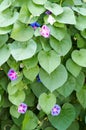 Glorious morning glory blooming in the morning.Beautiful violet