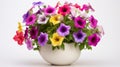 Glorious Multi-coloured Minimalism: Uhd Image Of Petunias In A Large Pot Royalty Free Stock Photo