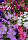 Glorious multi coloured Petunias Royalty Free Stock Photo