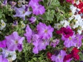 Glorious multi coloured Petunias Royalty Free Stock Photo