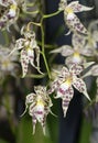 Glorious Odontoglossum Orchid