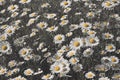 Wild Daisies