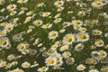 Wild Daisies