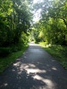 Path To Paradise - Golden Greenery