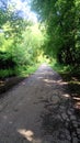 Path To Paradise - Golden Greenery