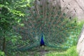 Glorious Peacock in full display Royalty Free Stock Photo
