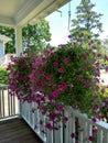 Glorious petunias in hanging baskets