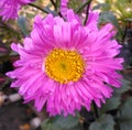 Glorious Pink Aster Flower bloom