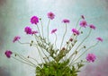 Glorious Pink flowers and buds