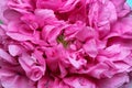 Glorious pink poppy petals, Papaver somniferum. Royalty Free Stock Photo