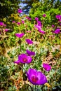 Glorious purple flowers in bloom on pretty, bright summer day in garden teaming with joyous life