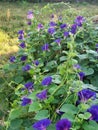 Glorious Purple Morning Glories Royalty Free Stock Photo