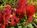 Glorious Red cockscomb flowers with blurry green background Royalty Free Stock Photo