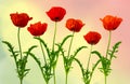 Glorious red Poppies in full bloom