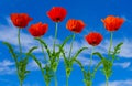 Glorious red Poppies in full bloom