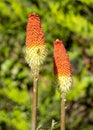 Glorious Redhot Poker with a Bee