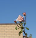 Glorious romantic beautiful pale salmon pink fully blown roses blooming in autumn.