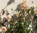 Glorious romantic beautiful pale salmon pink fully blown roses blooming in autumn.