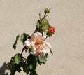Glorious romantic beautiful pale salmon pink fully blown roses blooming in autumn. Royalty Free Stock Photo