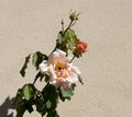 Glorious romantic beautiful pale salmon pink fully blown roses blooming in autumn.