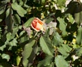 Glorious romantic beautiful pale salmon pink fully blown roses blooming in autumn.