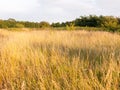 A glorious sun basked set of grass reeds in a meadow Royalty Free Stock Photo