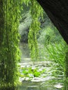 Glorious sunny lake view from beneath a weepy willow tree