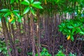 Glorious sunrise in idyllic forest glade green woodland nature