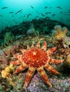 Sunstars on a Scottish Reef, Cape Wrath, Scotland