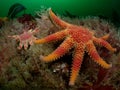 Sunstars in the seaweed, Cape Wrath, Scotland