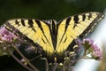 Glorious tiger swallowtail butterfly on Mt. Sunapee in New Hampshire Royalty Free Stock Photo