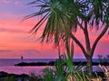 Glorious tropical sunset through a Palm tree of the Nightcliff foreshore. Darwin, NT Australia. Royalty Free Stock Photo