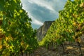 Glorious view of the Rotenfels mountain seen behind vineyards at sunset in Bad Kreuznach, Germany