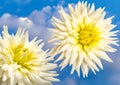 Glorious white Dahlia