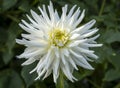 Glorious White Dahlia