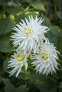 Glorious White Dahlia