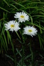 Glorious White Leucanthemum