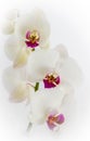 Glorious White Orchids