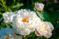 Glorious white peonies in garden.