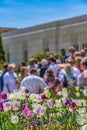 Glorious white and purple tulips flourishing under sunlight in spring