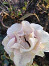 Glorious White rose flower plant