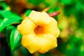 Glorious yellow flower with green blur background Royalty Free Stock Photo