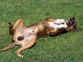 Gloriously happy unneutered male dog rolling on grass.