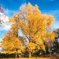 The Glory of an Autumn Tree on a Bright Blue Day