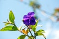 Glory bush flower, Tibouchina semidecandra