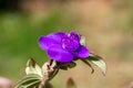 Glory bush flower, Tibouchina semidecandra