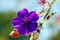 Glory bush flower, Tibouchina semidecandra