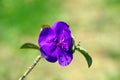 Glory bush flower, Tibouchina semidecandra